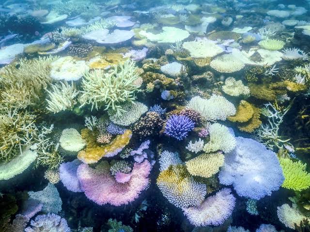 Climate Change: गर्म होते समुद्रों से बचने के लिए प्रवाल भित्तियों का पलायन newg india