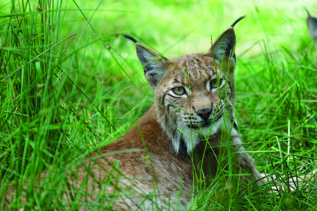 International Lynx Day: पूरी दुनिया इस जीव को बचाने की कर रही कोशिश, जानिए क्यों? newg india