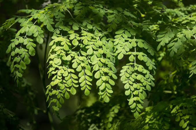 Moringa लगाने का सबसे अच्छा समय और तरीका NewG India