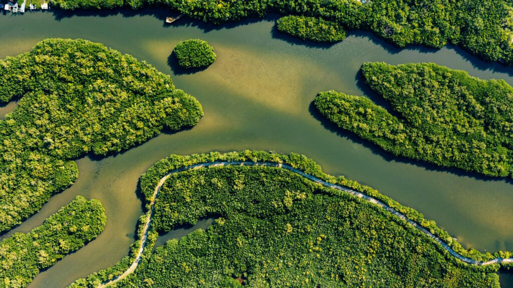Climate Change: El Nina और LA Nina से प्रभावित हो रहे हैं विश्व के आधे Mangrove newg india