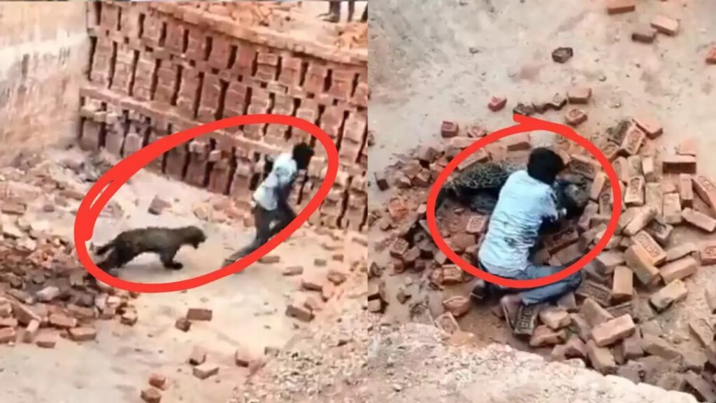 शिकारी बन गया शिकार! युवक ने तेंदुए को पकड़कर जमीन पर दे मारा, देखें चौंकाने वाला Viral Video