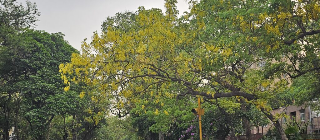 Smart Trees, वृक्ष रोग विशेषज्ञ के साथ हर राज्य में बनेगी Tree Authority newg india